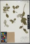 Foto von Salix vestita Pursh
